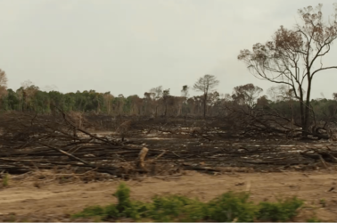 Novo desmatamento, em 2023, no município de Baião (Pará), onde estão planejadas intervenções de dragagem para criar um canal de navegação. Entre 2022 e 2024, Baião enfrentou aumento do desmatamento ilegal. Foto: Tiffany Higgins.