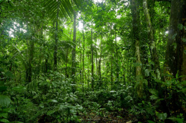 Tropical Rainforest Landscape, Amazon