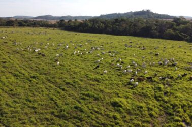 Pastagem amazônica_crédito ICV