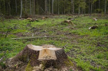 stump-g49b8e9d16_1920